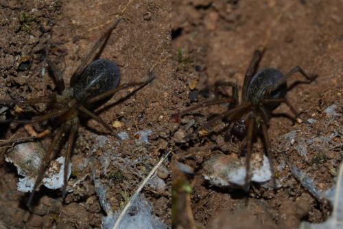 Eratigena agrestis